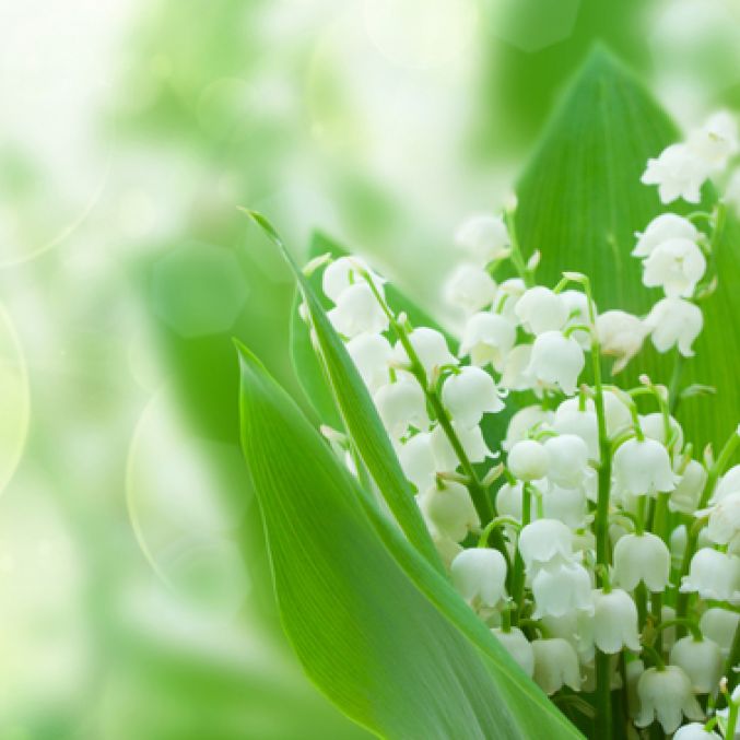 COVID Lilly of the Valley flowers.jpg